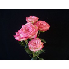 Spray Roses - Electra